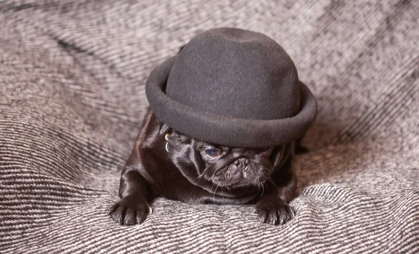 Взрослый Черный Мопс Шляпе Красивая Гладкошерстная Собака — стоковое фото
