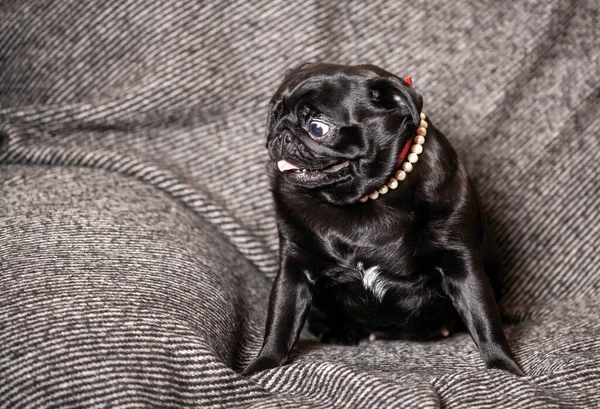 Adulto Pug Preto Com Contas Brancas Seu Pescoço Belo Cão — Fotografia de Stock