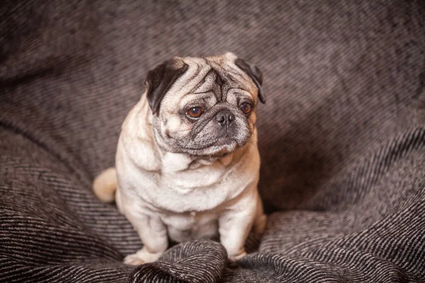 Vuxen Brun Mops Vacker Släthårig Hund Sitter Hemma — Stockfoto