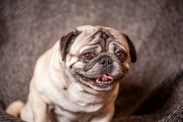 Vuxen Brun Mops Vacker Släthårig Hund Sitter Hemma — Stockfoto