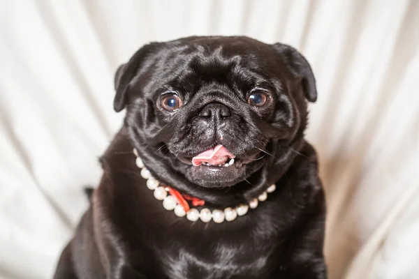 Adulto Pug Preto Com Contas Brancas Seu Pescoço Belo Cão — Fotografia de Stock