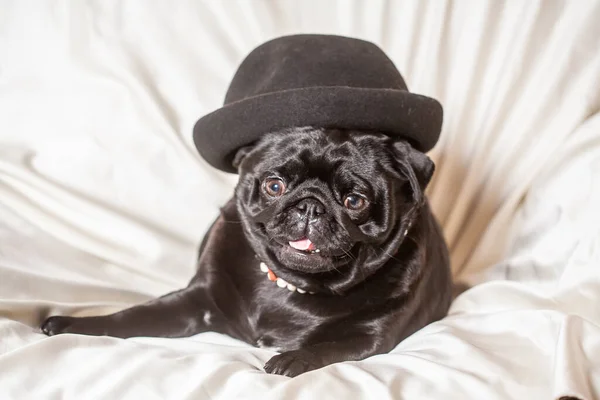 Yetişkin Siyah Şapkalı Köpek Güzel Pürüzsüz Saçlı Bir Köpek — Stok fotoğraf