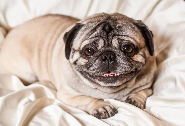 Vuxen Brun Mops Vacker Släthårig Hund Sitter Hemma — Stockfoto