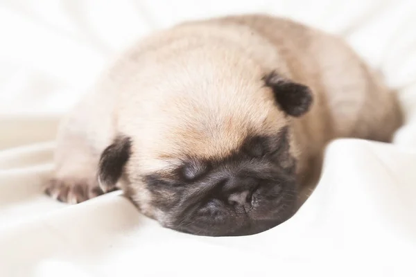 Cachorrinho Pug Encontra Suas Costas Pequeno Cão Fofo — Fotografia de Stock