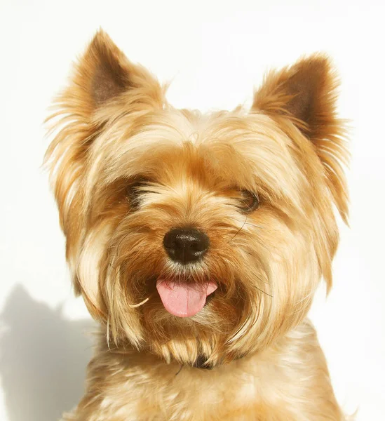 Yorkshire Terrier Tittar Kameran Ett Porträtt Hund Vit Bakgrund Ett — Stockfoto