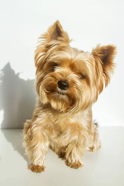 Yorkshire Terrier Looking Camera Portrait Dog White Background Fluffy Animal — Stock Photo, Image