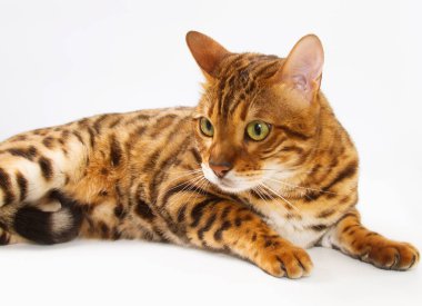 Beyaz arka planda Bengal kedisi, pofuduk turuncu, siyah çizgili, evcil hayvan, büyük güzel kedi, yakın çekim.