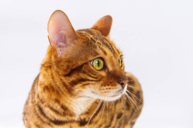 Beyaz arka planda Bengal kedisi, pofuduk turuncu, siyah çizgili, evcil hayvan, büyük güzel kedi, yakın çekim.