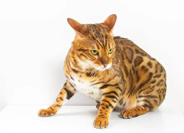 Bengal Cat White Background Fluffy Orange Black Striped Pet Big — Stock Photo, Image