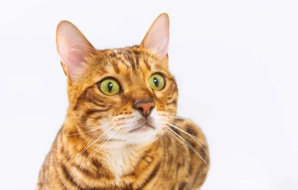 Gato Bengala Fundo Branco Laranja Fofo Listrado Preto Animal Estimação — Fotografia de Stock