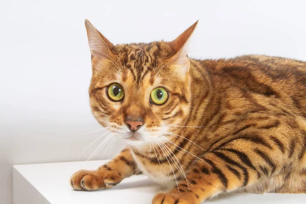 Brown Tabby Striped Cat With Classic Tabby Orange Bengal Cat On