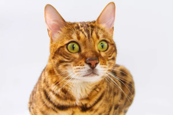 Gato Bengala Fundo Branco Laranja Fofo Listrado Preto Animal Estimação — Fotografia de Stock