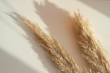 Açık arkaplanda otlar, bitkilerin güzel gölgeleri, trend rengi.