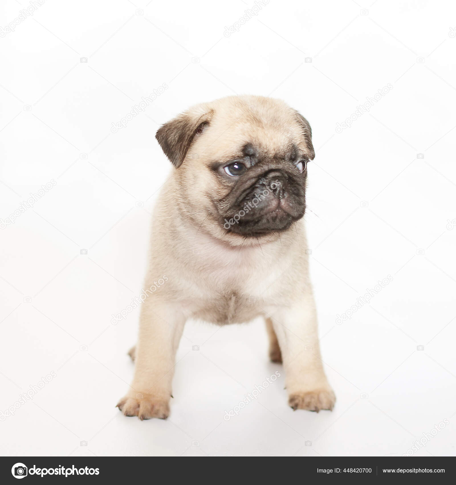 印刷 犬背景 犬背景透過 Irasutojdcxx 印刷 犬背景 犬背景透過 Irasutojdcxx