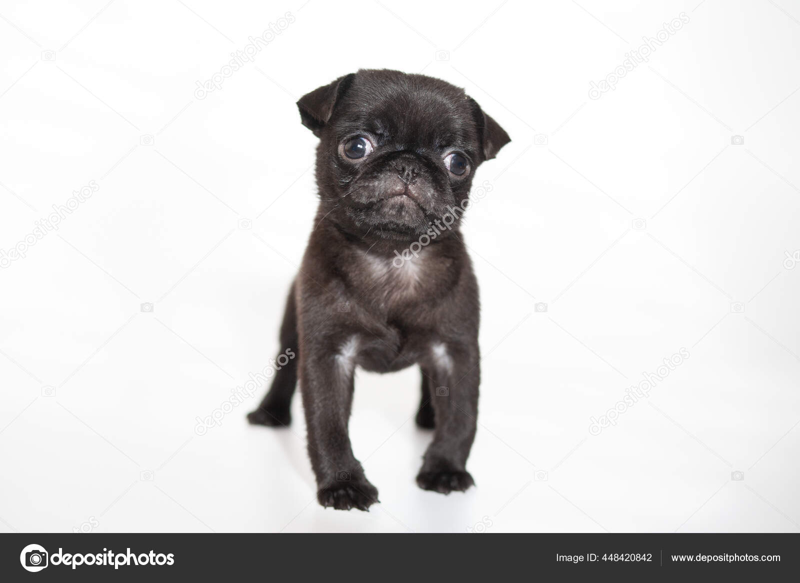 白色背景的帕格黑色的小狗漂亮的狗毛茸茸的小动物——图库图片© fotka.anna.gmail.com #448420842, image size:1600x1167