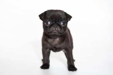 Beyaz arka planda pug, siyah köpek, güzel köpek, küçük tüylü hayvan.