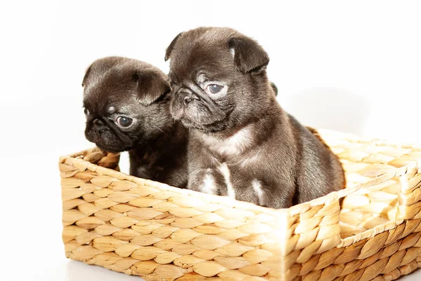 Dois Pequenos Pugs Pretos Sentam Uma Cesta Vime Cães Fundo — Fotografia de Stock
