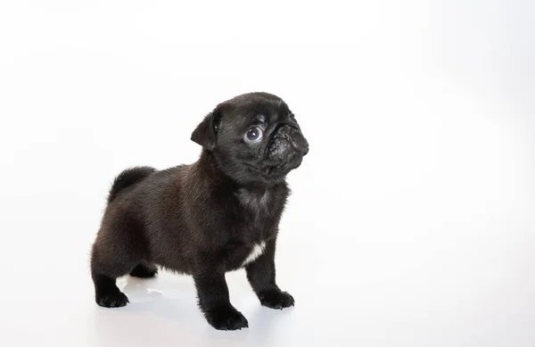 Pug Een Witte Achtergrond Zwarte Puppy Mooie Hond Klein Pluizig — Stockfoto