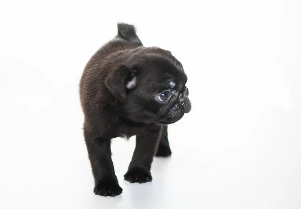 白い背景 黒い子犬 美しい犬 小さなふわふわの動物 — ストック写真