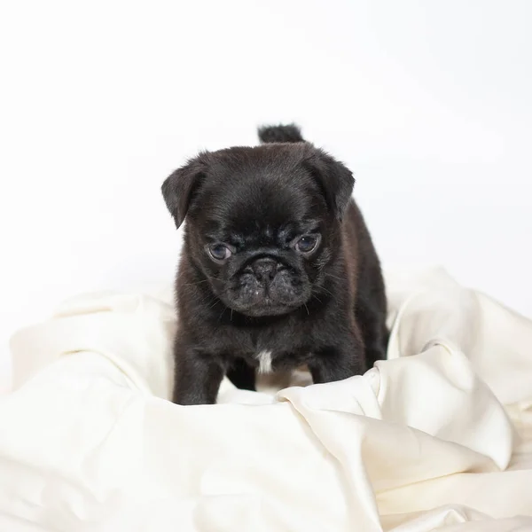 Pug Mic Drăguț Cățeluș Negru Fundal Alb — Fotografie, imagine de stoc