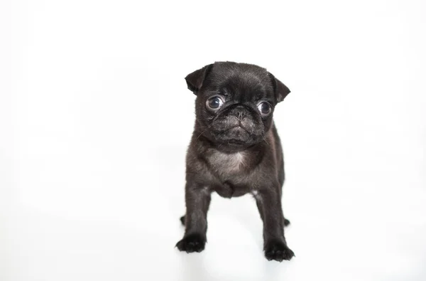 Pug Fundo Branco Cachorro Preto Belo Cachorro Pequeno Animal Fofo — Fotografia de Stock