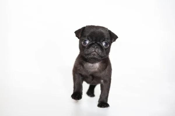 白色背景的帕格 黑色的小狗 漂亮的狗 毛茸茸的小动物 — 图库照片