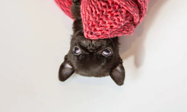 Pequeno Filhote Cachorro Preto Engraçado Enrolado Lenço Malha Vermelho — Fotografia de Stock