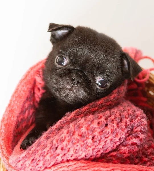 Pequeno Filhote Cachorro Preto Engraçado Enrolado Lenço Malha Vermelho — Fotografia de Stock