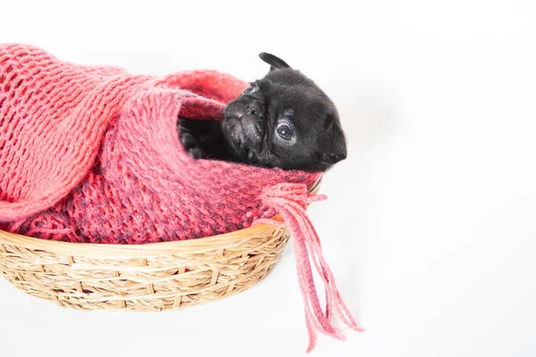 Petit Chiot Chiot Noir Drôle Est Enveloppé Dans Une Écharpe — Photo