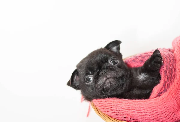 Pequeno Filhote Cachorro Preto Engraçado Enrolado Lenço Malha Vermelho — Fotografia de Stock
