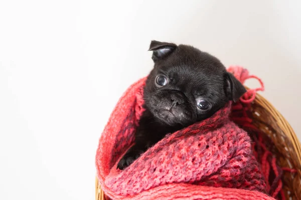 用红色针织围巾包裹着一只滑稽的小黑狗 — 图库照片