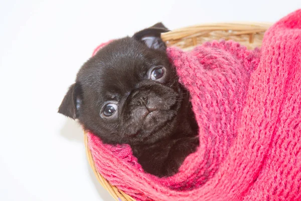 用红色针织围巾包裹着一只滑稽的小黑狗 — 图库照片