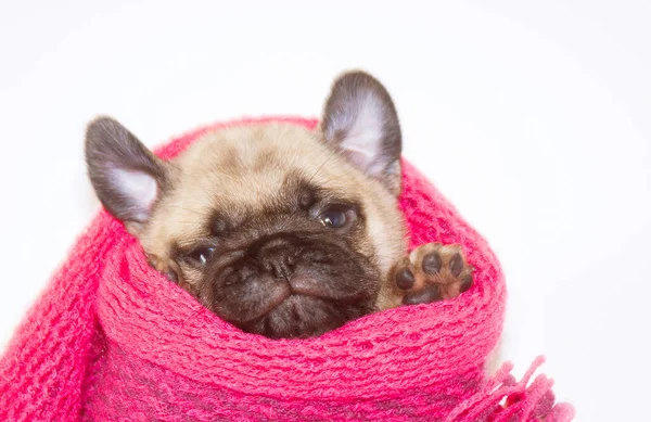 Pequeno Cachorro Pug Marrom Envolto Lenço Malha Vermelho Animal Estimação — Fotografia de Stock
