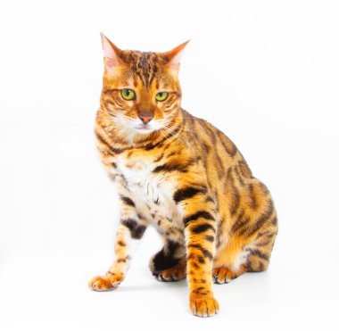 Beyaz arka planda Bengal kedisi, pofuduk turuncu, siyah çizgili, evcil hayvan, büyük güzel kedi, yakın çekim.