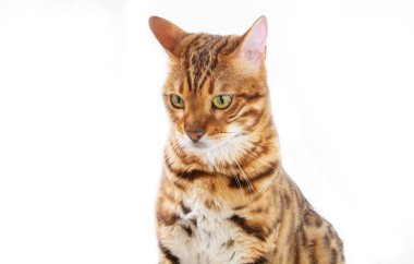 Beyaz arka planda Bengal kedisi, pofuduk turuncu, siyah çizgili, evcil hayvan, büyük güzel kedi, yakın çekim.