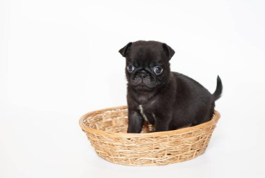 Beyaz arka planda pug, siyah köpek, güzel köpek, küçük tüylü hayvan.