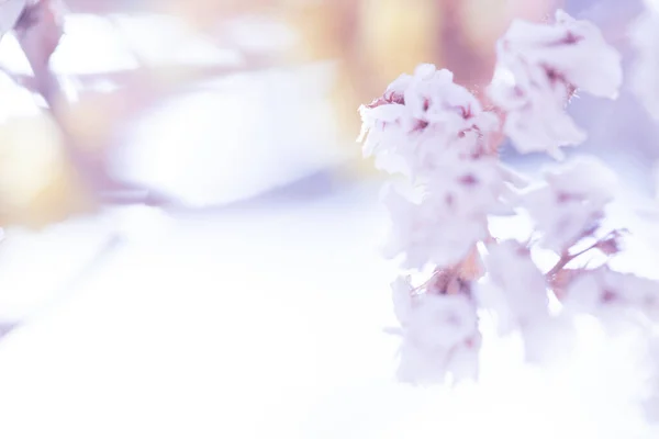 Ιδιαίτερα Θολή Φόντο Μωβ Πασχαλιά Λουλούδια — Φωτογραφία Αρχείου