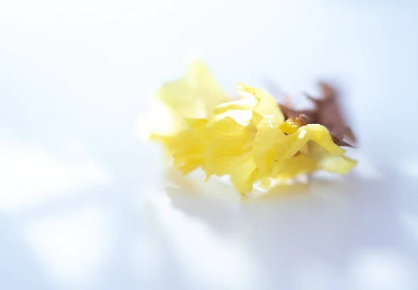 Krásné Žluté Květy Bílém Pozadí — Stock fotografie