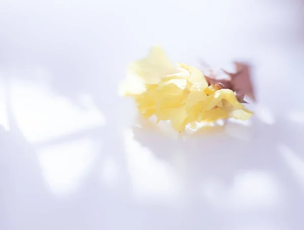Όμορφα Κίτρινα Λουλούδια Λευκό Φόντο — Φωτογραφία Αρχείου