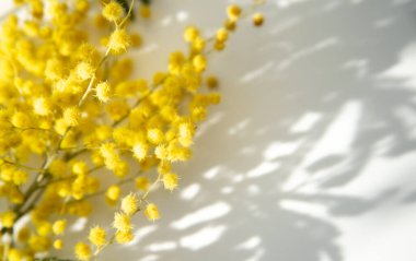 Hafif arka planda bir mimoza dalı, çiçeklerin gölgeleri, güneşli bir günde çekilmiş, seçici bir odak noktası..