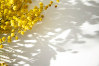 Hafif arka planda bir mimoza dalı, çiçeklerin gölgeleri, güneşli bir günde çekilmiş, seçici bir odak noktası..