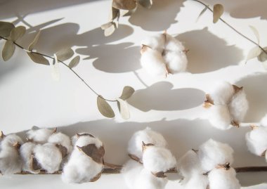 Okaliptüs ve pamuk çiçeklerinden taze dalların bileşimi, düz bir zemin, üst manzara, hassas pastel zemin.