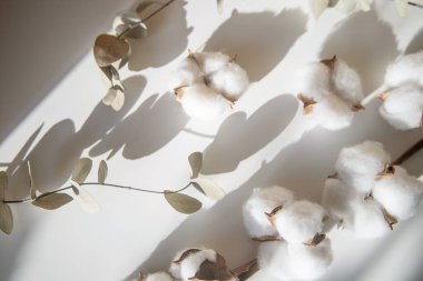 Okaliptüs ve pamuk çiçeklerinden taze dalların bileşimi, düz bir zemin, üst manzara, hassas pastel zemin.