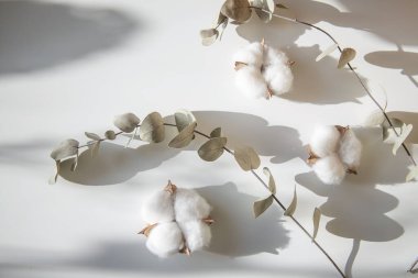 Okaliptüs ve pamuk çiçeklerinden taze dalların bileşimi, düz bir zemin, üst manzara, hassas pastel zemin.