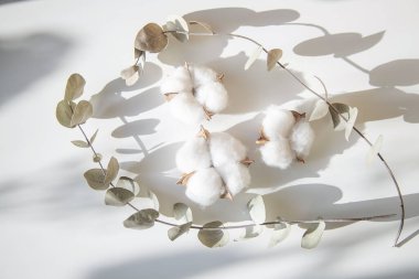 Okaliptüs ve pamuk çiçeklerinden taze dalların bileşimi, düz bir zemin, üst manzara, hassas pastel zemin.