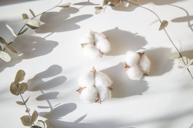 Okaliptüs ve pamuk çiçeklerinden taze dalların bileşimi, düz bir zemin, üst manzara, hassas pastel zemin.