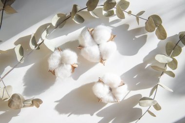 Okaliptüs ve pamuk çiçeklerinden taze dalların bileşimi, düz bir zemin, üst manzara, hassas pastel zemin.