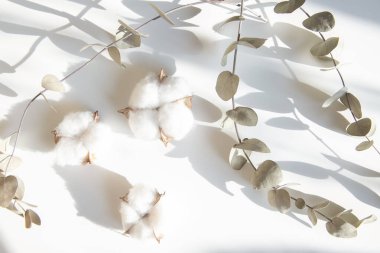 Okaliptüs ve pamuk çiçeklerinden taze dalların bileşimi, düz bir zemin, üst manzara, hassas pastel zemin.