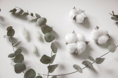 Okaliptüs ve pamuk çiçeklerinden taze dalların bileşimi, düz bir zemin, üst manzara, hassas pastel zemin.