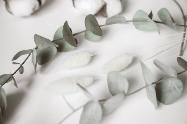 Okaliptüs ve pamuk çiçeklerinden taze dalların bileşimi, düz bir zemin, üst manzara, hassas pastel zemin.